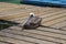 Pelican Caribbean Bird nature Bonaire island Caribbean Sea