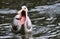 Pelican catching some fish