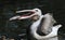 Pelican catching some fish