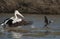 Pelican chasing a cormorant on Cooper creek