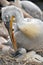 Pelican with a chick