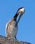 Pelican cleaning feathers on wings