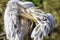 Pelican cleaning its feathers