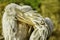 Pelican cleaning its feathers before sunset