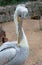 Pelican cleans his feathers