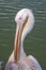 Pelican close up