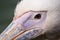 Pelican close up