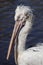Pelican Close up