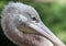 Pelican close-up