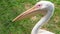 Pelican close-up,bird on the grass with a long beak