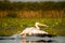 Pelican close up flying over water in Danube Delta Romanian wild life bird watching