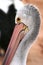 A Pelican close up head image