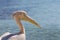 Pelican close up portrait on the beach in Cyprus.