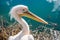 Pelican closeup.