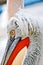 Pelican closeup