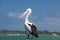 Pelican, closeup of Australian pelican standing on ocean bay, waiting for catch. East Australia