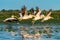 Pelican colony flying over water in Danube Delta Romania at sunrise