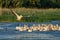 Pelican colony with Great White Pelicans and the Dalmatian Pelicans (Pelecanus crispus) in the Danube Delta