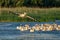 Pelican colony with Great White Pelicans and the Dalmatian Pelicans (Pelecanus crispus) in the Danube Delta