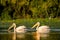 Pelican colony hunting for fish in Danube Delta Romania