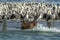 Pelican colony many birds in baja california