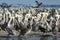 Pelican colony many birds in baja california