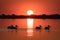 Pelican colony at sunrise in Danube Delta Romania