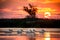 Pelican colony sunset in Danube Delta Romania