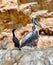 Pelican and cormorant in the Ballestas Islands