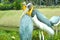 Pelican couple indonesia TMII