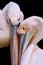 Pelican couple isolated on black background. Pelecanus onocrotalus