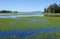 Pelican Creek, Yellowstone National Park