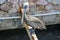 Pelican in Curacao, Dutch Caribbean