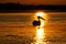 Pelican from Danube Delta at sunrise