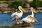 Pelican in Delta Dunarii, Romania