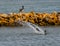 Pelican Dive Bombing