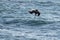 Pelican diving for fish on the central coast of Cambria California USA