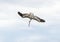 Pelican Diving Flying