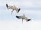 Pelican Diving Flying