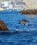 Pelican diving into the water to catch a fish near Los Arcos / Lands End in Cabo San Lucas Baja Mexico