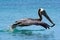 Pelican in Doctor\'s Cove beach in Tortola, Caribbean