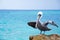 Pelican drying it\'s wings