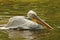 Pelican drying wings in lake