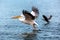 Pelican and duck taking off on Lake, Great white Pelican catches
