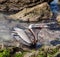 Pelican eating