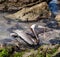 Pelican eating