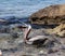 Pelican eating