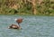 Pelican eating a fish