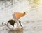 Pelican eating fish in the ocean