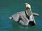 Pelican eating swordfish skin while swimming in teal blue waters of harbor of Cabo San Lucas Baja Mexico